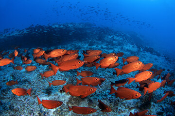 Huge shoal of Priacanthus hamrur in French Polynésia. School of moontail bullseye are keep neer...