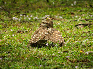 Uma coruja-buraqueira (Athene cunicularia) exibindo seu comportamento predatório após capturar...