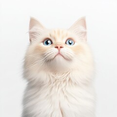 A fluffy white Turkish Van cat with striking blue eyes sits against a plain background, exuding charm and curiosity.