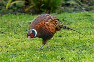 Rain soaked pheasant on my garden lawn.