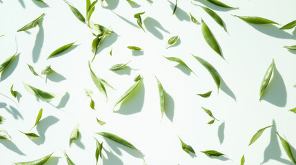Fototapeta premium Scattered green leaves on white background.
