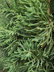 Lush green foliage with intricate needle like leaves