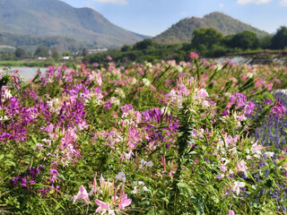 Vibrant flowers bloom in scenic landscape with mountains
