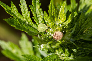 A Green Shield Bug Perched on a Leaf in the Warm Afternoon Light.