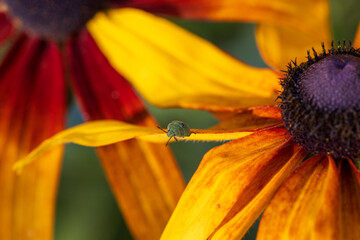 A Green Shield Bug Perched on a Leaf in the Warm Afternoon Light.