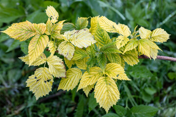 Raspberry plant with yellow leaves, green veins. Nutrient deficiency. Probably lack of iron