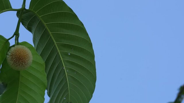 Neolamarckia cadamba (Jabon, Nauclea cadamba, burflower-tree, laran, Leichhardt pine, kadam, empayang, worotua). This tree is used for matchsticks, shoe soles, boards and this tree is sacred in India