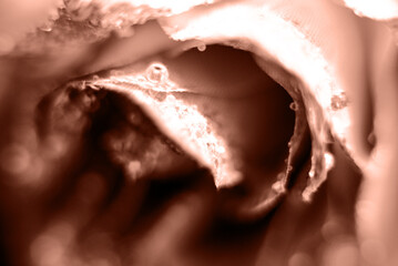 Color of the year, 2025, mocha mousse, Plant, natural background for branding and product presentation