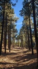 Fototapeta premium Sunlit Forest Pathway Surrounded by Tall Evergreen Trees