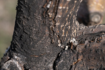 fungal disease on a tree trunk. selective focus