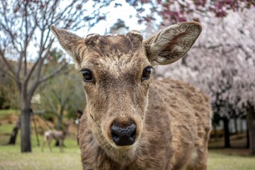 A deer looking at the camera with sakura trees in the back. Nara. Hanami. Japan