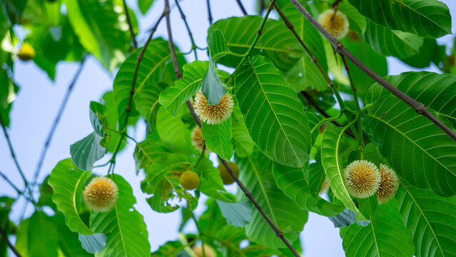 Neolamarckia cadamba (Jabon, Nauclea cadamba, burflower-tree, laran, Leichhardt pine, kadam, empayang, worotua). This tree is used for matchsticks, shoe soles, boards and this tree is sacred in India