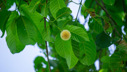 Neolamarckia cadamba (Jabon, Nauclea cadamba, burflower-tree, laran, Leichhardt pine, kadam, empayang, worotua). This tree is used for matchsticks, shoe soles, boards and this tree is sacred in India