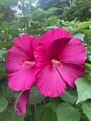 pink hibiscus flowers in a garden