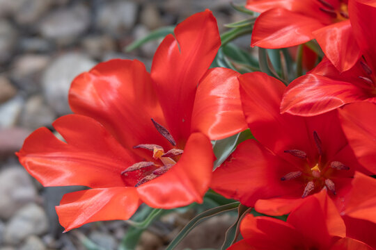 Close-up Cluster of Red Species Tulips in Rocky Garden
