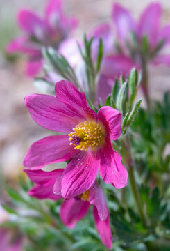 Close-up of Pink Pasque Flowers with Bright Yellow Centers