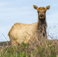 Tule Elk Tomales point