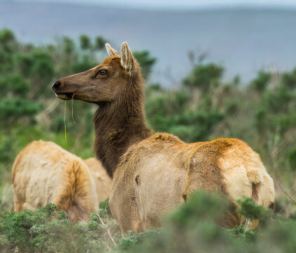 Tule Elk Tomales point