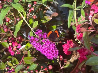 Whispers of Nature in Bloom