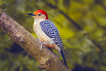 Red-bellied woodpecker (Melanerpes carolinus) looking for food over tree