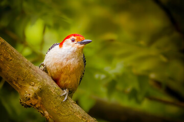 Red-bellied woodpecker (Melanerpes carolinus) looking for food over tree