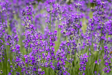 Obraz premium Lavender flowers blooming in the field in the summer. Ontario, Canada