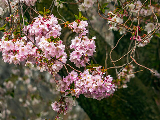 Fototapeta premium Beautiful pink Sakura cherry blossom branches