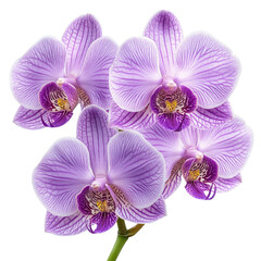 Fototapeta premium purple orchid isolated