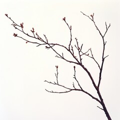 Fototapeta premium Bare Branch with Buds: A Minimalist Nature Photograph