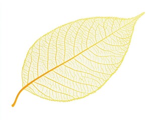 Beautiful single yellow leaf isolated on a white background, detailed photograph. 