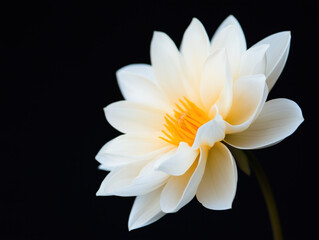 Elegant White Dahlia Blossom Against a Dark Background: A Study in Floral Grace and Contrast