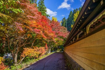 青空バックに見るちょうど見ごろのカラフルな紅葉の情景