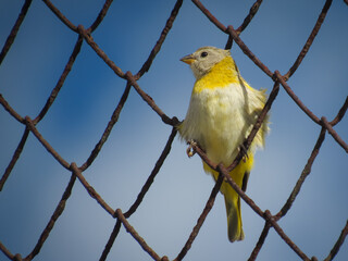 Um jovem can&aacute;rio-da-terra (Sicalis flaveola) empoleirado em uma cerca de arame enferrujado, com um c&eacute;u azul vibrante ao fundo.