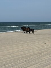 horse on the beach