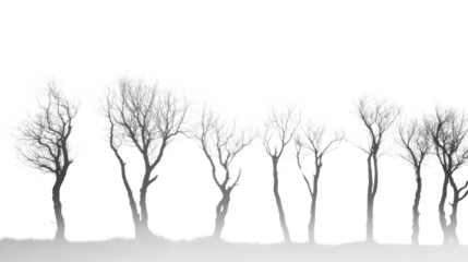 Forest silhouette transparent background
