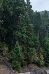 Tall Trees in the Dense, Enchanting Forest of Olympic National Park.