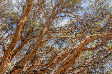 old mystical tree in Peru. A beautiful fairytale enchanted forest with big trees fairytale forest. Coniferous forest covered of green moss.  Huge, moss-covered trees create a dramatic landscape
