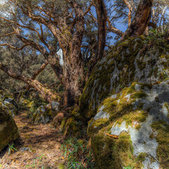 old mystical tree in Peru. A beautiful fairytale enchanted forest with big trees fairytale forest. Coniferous forest covered of green moss.  Huge, moss-covered trees create a dramatic landscape