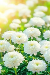 Fototapeta premium Vibrant white chrysanthemums blooming in sunlit garden setting