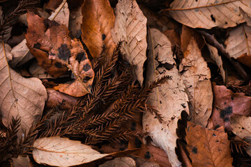 紅葉　落ち葉　秋イメージ