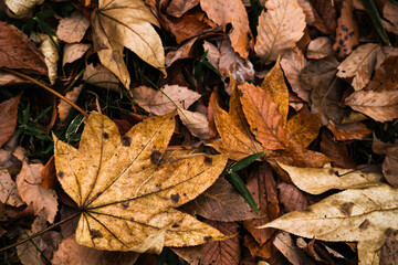 紅葉　落ち葉　秋イメージ