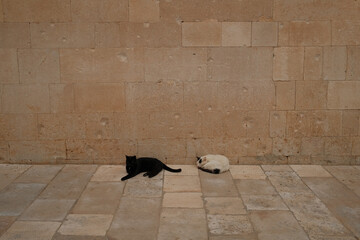 Lonely Alley Cats in Croatia