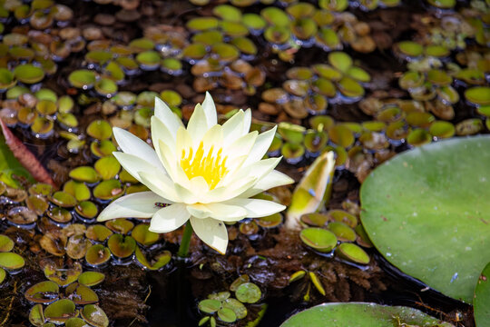 Ninfeia amarela. Nymphaea mexicana (Yellow waterlily)