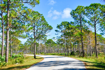 Main road winding through Jonathan Dickinson State Park in Martin County, Florida. 