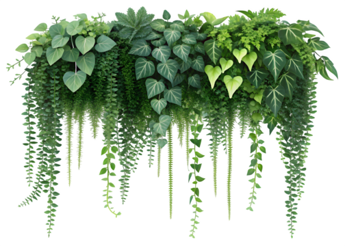 Asparagus densiflorus hanging plant, 3D illustration, isolated on transparent background, ultrahigh detail, 4K quality 