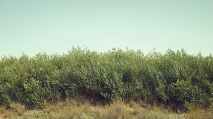 Fototapeta premium Lush Green Plants and Flowers in Nature