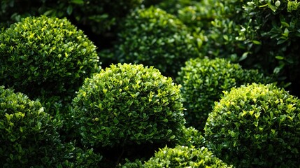 Lush Green Bushes: Vibrant Garden Plants