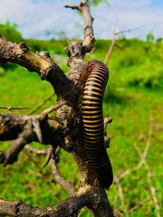 lizard on tree