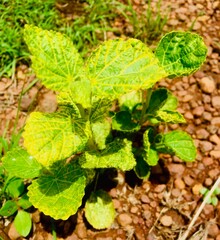 fresh mint leaves