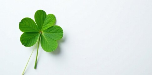 Single four-leaf clover on a white background, plant, solo, leaf